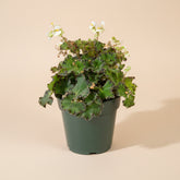 Begonia &