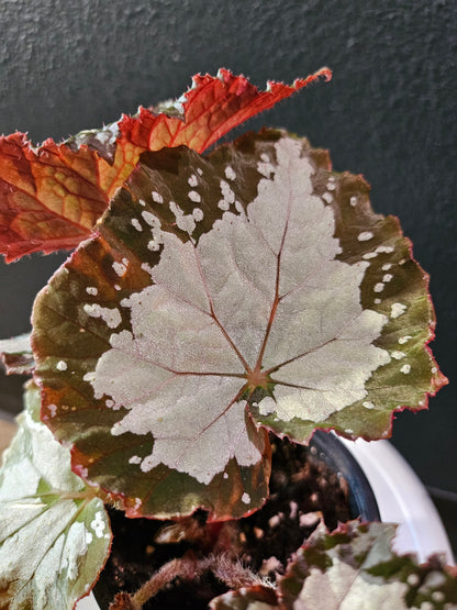 Begonia &