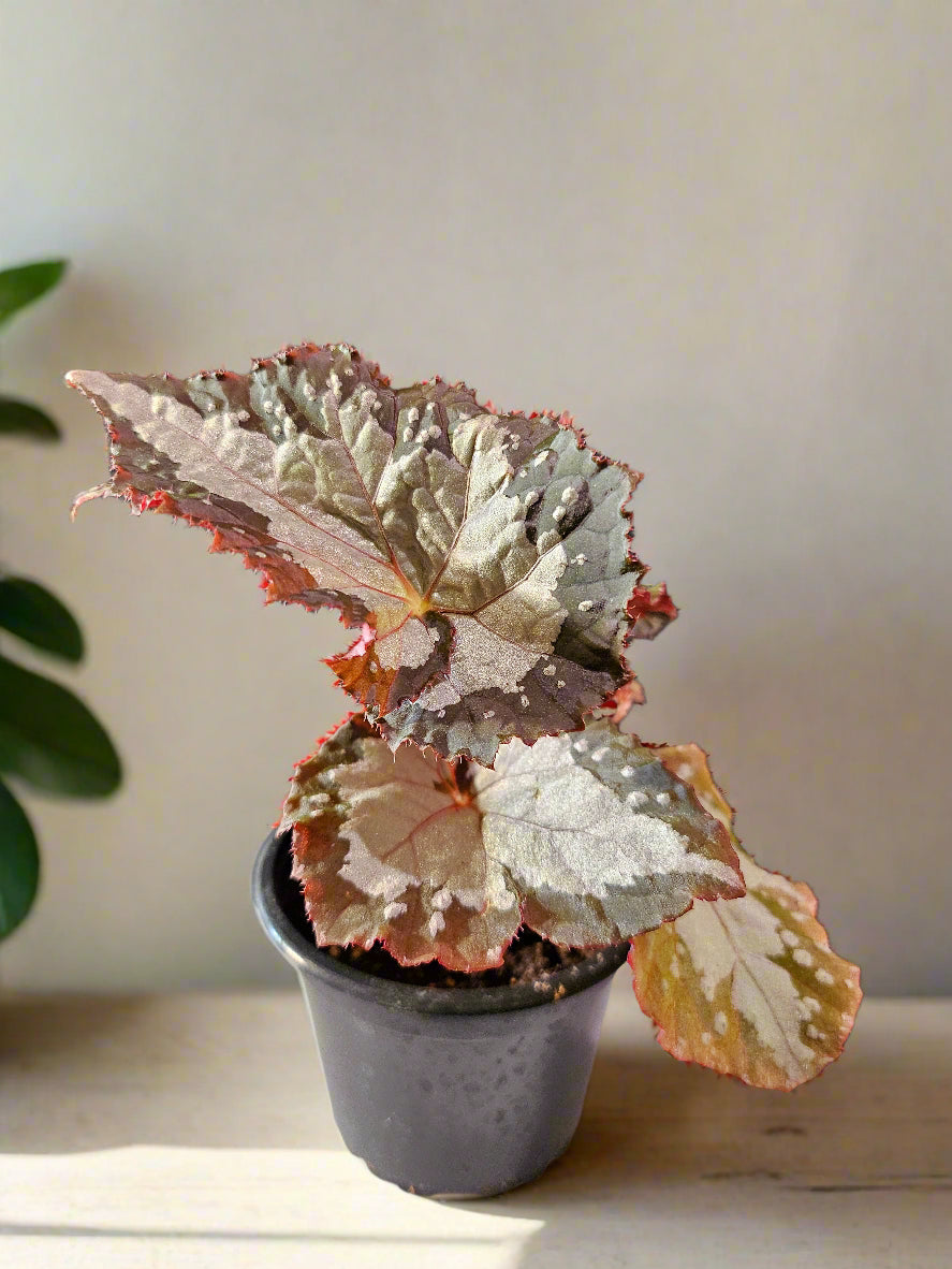 Begonia &
