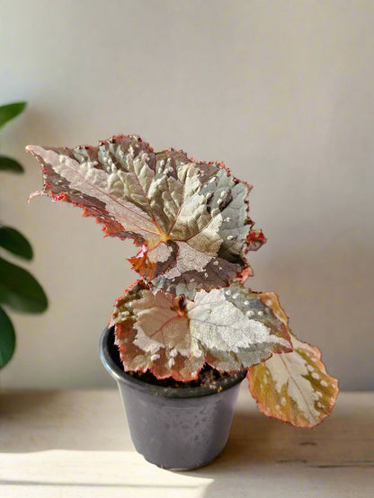 Begonia &
