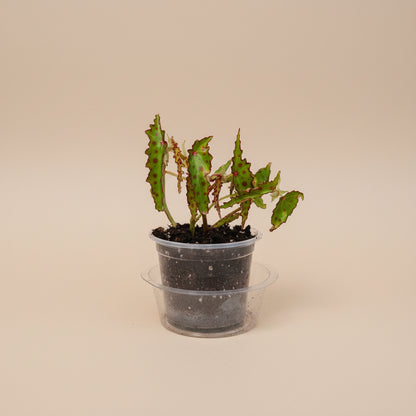 Begonia amphioxus A rare tropical plant from Borneo with lance-shaped green leaves and bold red polka dots. 