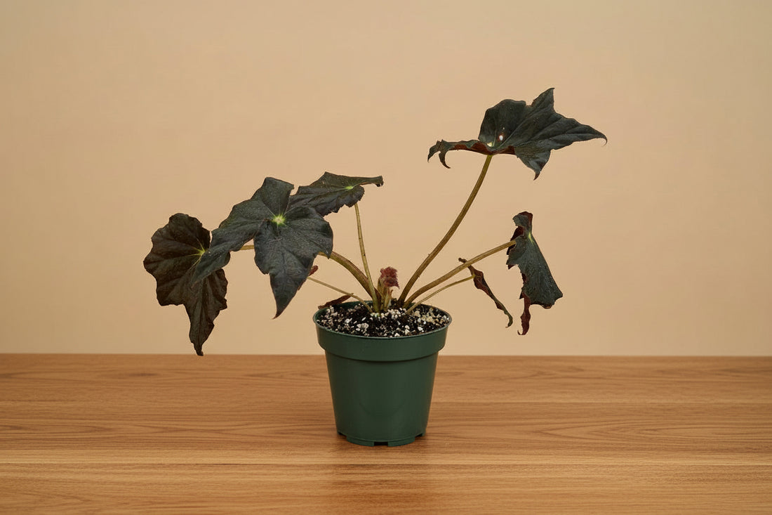 Begonia ‘Joe Hayden’ (Begonia rex-cultorum) is a stunning Rex Begonia hybrid, prized for its vibrant, star-shaped leaves with bold patterns of green, burgundy, and silver. Perfect for indoor decor, this uncommon beauty thrives in bright, indirect light with high humidity. 