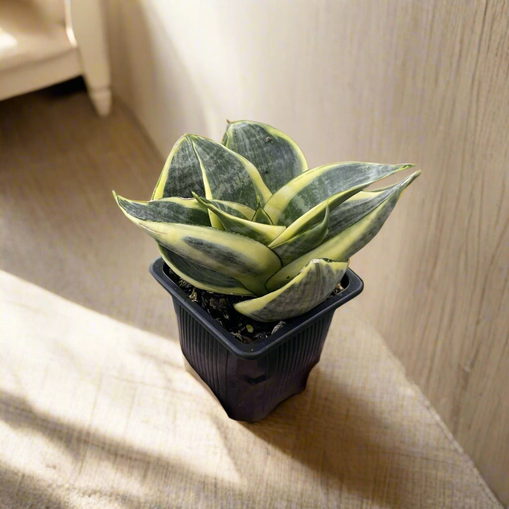 Bird’s Nest Snake Plant with compact rosette growth. Low-maintenance, drought-tolerant, and perfect for desks, shelves, or small spaces.