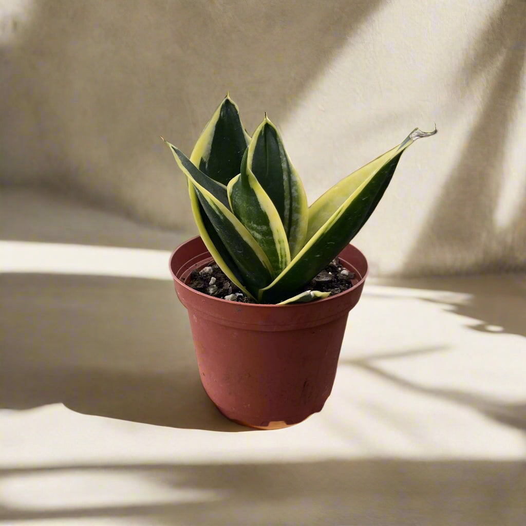Bird’s Nest Snake Plant with compact rosette growth. Low-maintenance, drought-tolerant, and perfect for desks, shelves, or small spaces.