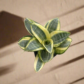 Bird’s Nest Snake Plant with compact rosette growth. Low-maintenance, drought-tolerant, and perfect for desks, shelves, or small spaces.