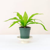 Add a tropical touch to your home with the Bird’s Nest Fern, a low-maintenance, pet-friendly plant with glossy fronds. Thriving in medium sunlight and humidity, this fern is perfect for desks, shelves, or terrariums. Easy to care for, it requires indirect light, consistent moisture, and temperatures between 60-80°F.