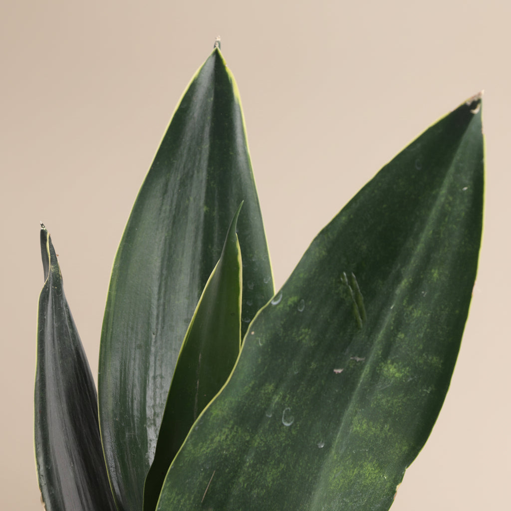 Black Diamond Snake Plant 4" (Sansevieria/Dracaena trifasciata) with nearly black leaves and subtle yellow edges. Low light, low water, beginner-friendly.