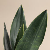 Black Diamond Snake Plant 4" (Sansevieria/Dracaena trifasciata) with nearly black leaves and subtle yellow edges. Low light, low water, beginner-friendly.