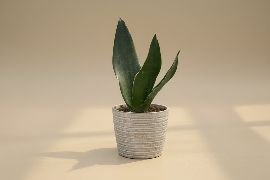 Black Diamond Snake Plant 4" (Sansevieria/Dracaena trifasciata) with nearly black leaves and subtle yellow edges. Low light, low water, beginner-friendly.