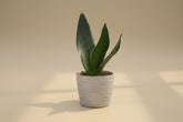 Black Diamond Snake Plant 4" (Sansevieria/Dracaena trifasciata) with nearly black leaves and subtle yellow edges. Low light, low water, beginner-friendly.