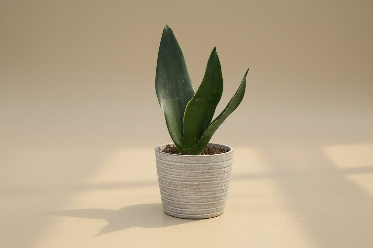Black Diamond Snake Plant 4" (Sansevieria/Dracaena trifasciata) with nearly black leaves and subtle yellow edges. Low light, low water, beginner-friendly.