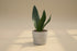 Black Diamond Snake Plant 4" (Sansevieria/Dracaena trifasciata) with nearly black leaves and subtle yellow edges. Low light, low water, beginner-friendly.