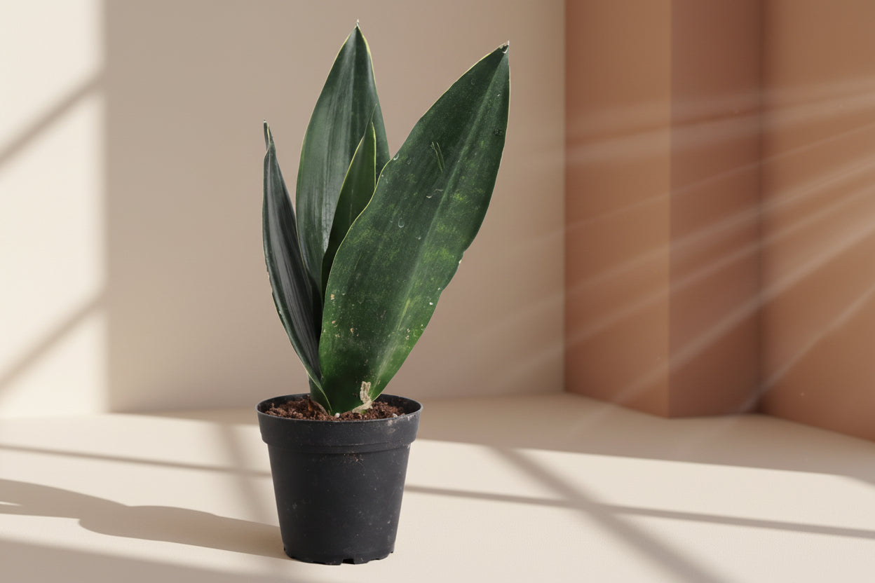 Black Diamond Snake Plant 4" (Sansevieria/Dracaena trifasciata) with nearly black leaves and subtle yellow edges. Low light, low water, beginner-friendly.