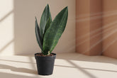 Black Diamond Snake Plant 4" (Sansevieria/Dracaena trifasciata) with nearly black leaves and subtle yellow edges. Low light, low water, beginner-friendly.