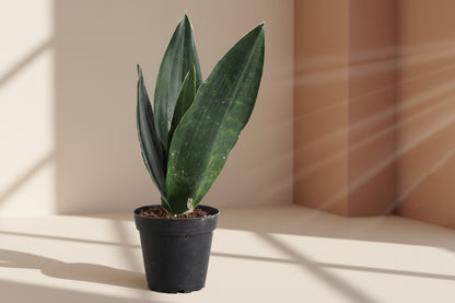 Black Diamond Snake Plant 4" (Sansevieria/Dracaena trifasciata) with nearly black leaves and subtle yellow edges. Low light, low water, beginner-friendly.
