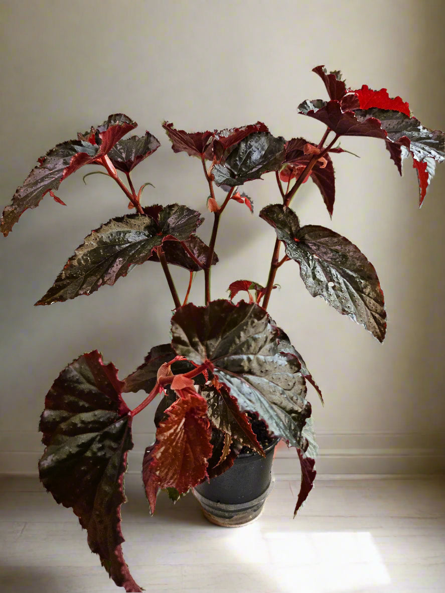 The Black Magic Begonia stuns with deep burgundy-black, velvety leaves that shimmer mysteriously—perfect for adding moody elegance to any space.