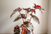 The Black Magic Begonia stuns with deep burgundy-black, velvety leaves that shimmer mysteriously—perfect for adding moody elegance to any space.