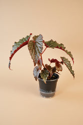 The Black Magic Begonia stuns with deep burgundy-black, velvety leaves that shimmer mysteriously—perfect for adding moody elegance to any space.