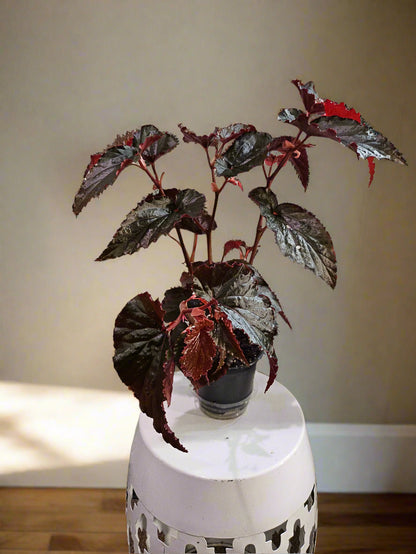 The Black Magic Begonia stuns with deep burgundy-black, velvety leaves that shimmer mysteriously—perfect for adding moody elegance to any space.