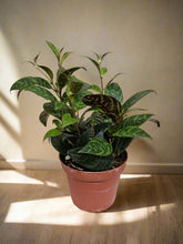 Aeschynanthus longicaulis &