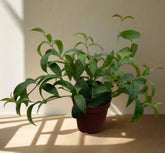 Aeschynanthus longicaulis &