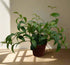 Aeschynanthus longicaulis &