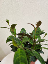 Aeschynanthus longicaulis &