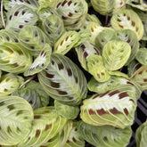 Rare Black Prayer Plant with dramatic dark foliage and pet-safe, trailing growth. Easy-care Maranta that thrives in bright, indirect light. Perfect indoor plant.