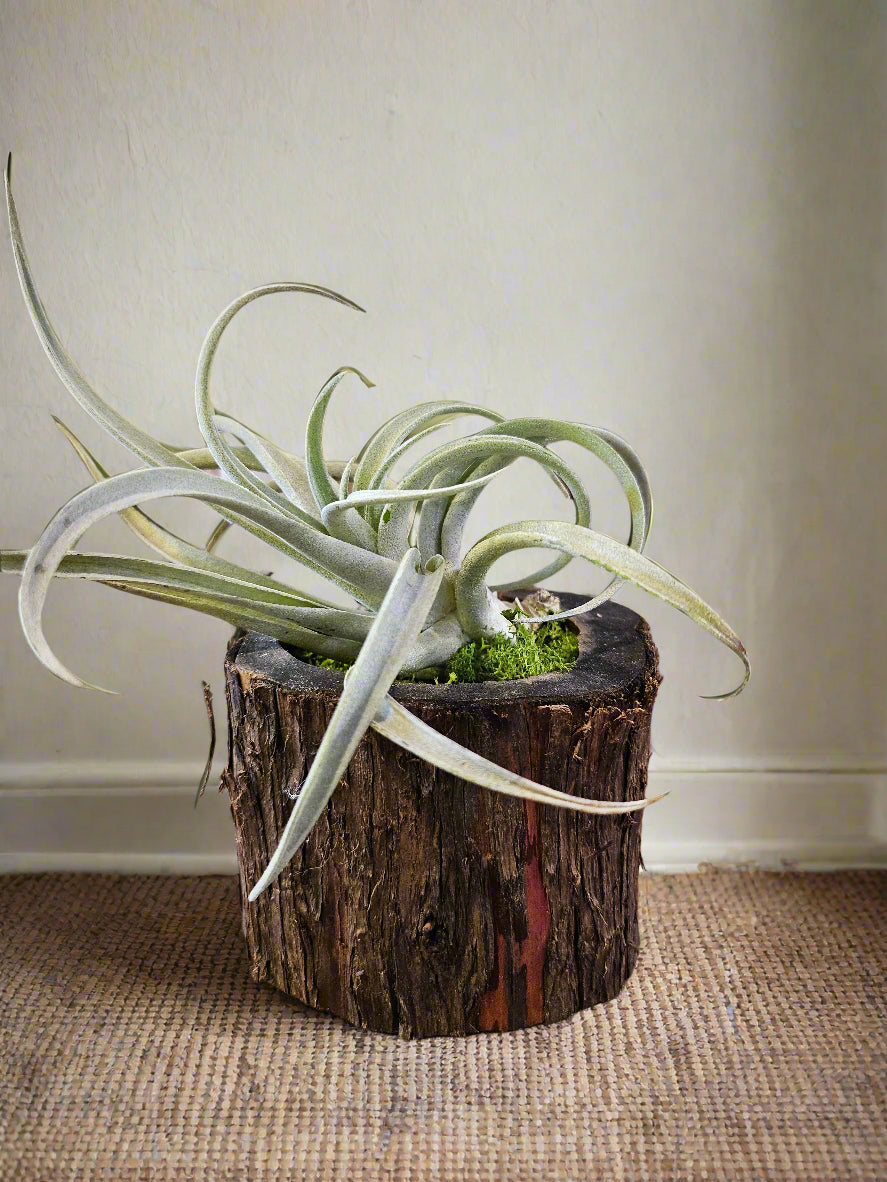 The Black Walnut Wooden Bark Pot / Planter is an eco-friendly, rustic pot made from natural wood. Perfect for succulents or small plants, it comes fully sanded and ready for painting or decorating. Ideal for home and garden decor, crafting. Add a natural, earthy touch to any space!