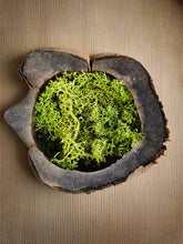 The Black Walnut Wooden Bark Pot / Planter is an eco-friendly, rustic pot made from natural wood. Perfect for succulents or small plants, it comes fully sanded and ready for painting or decorating. Ideal for home and garden decor, crafting. Add a natural, earthy touch to any space!