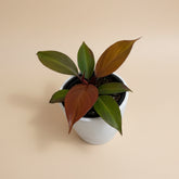 Rare Blood Luna Philodendron, known for its deep burgundy foliage and copper-toned new growth. An easy-care collector plant for indoor jungles.