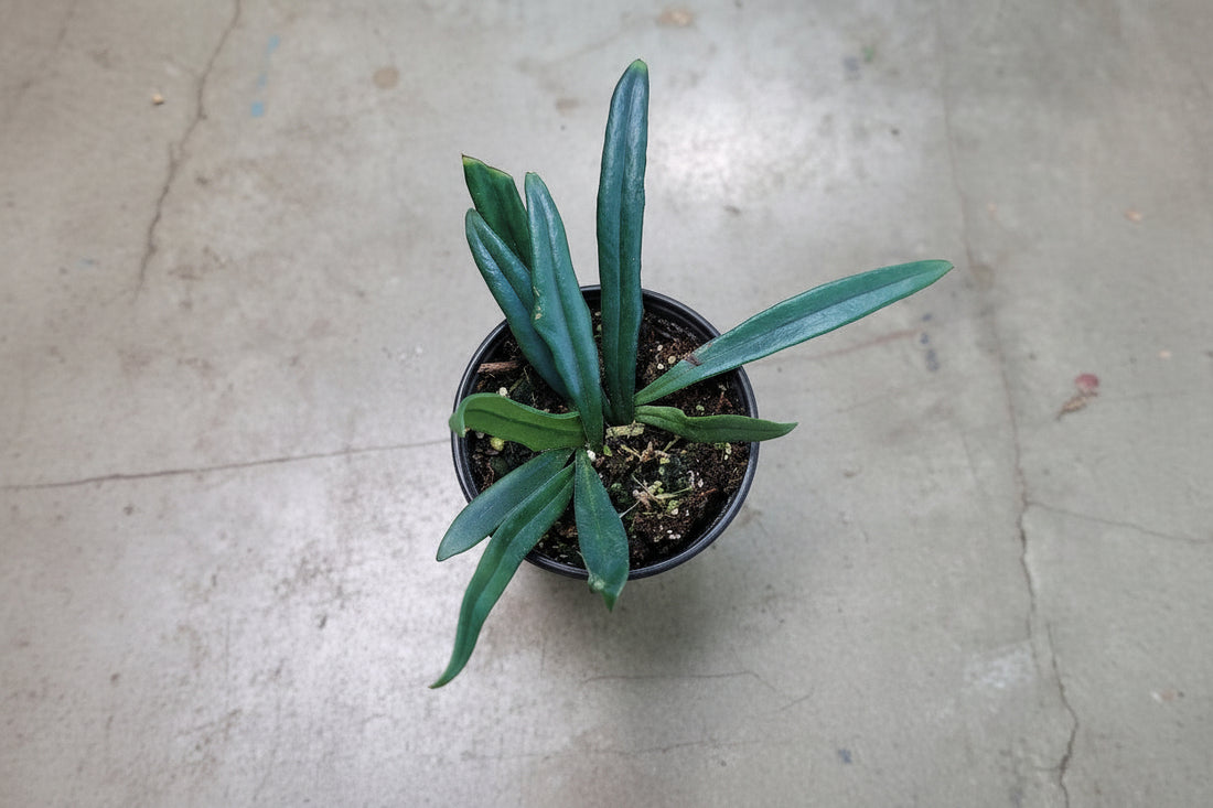 The Blue Oil Fern (Microsorum thailandicum) is a rare tropical beauty from Thailand, known for its shimmering, iridescent fronds that shift between blue and green. Ideal for low to medium indirect light, it thrives in high humidity and makes a stunning addition to terrariums or indoor spaces, adding exotic, low-maintenance charm.