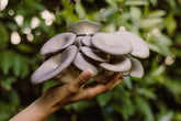 Grow Blue Oyster mushrooms at home with this easy, high-yield kit. Includes a 6 lb block for abundant harvests, rich umami flavor, and multiple flushes.