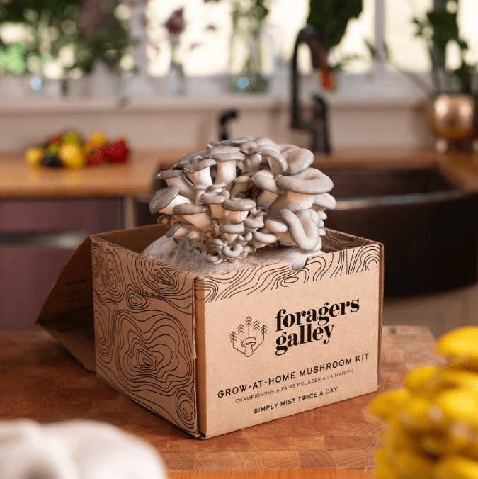 Grow Blue Oyster mushrooms at home with this easy, high-yield kit. Includes a 6 lb block for abundant harvests, rich umami flavor, and multiple flushes.