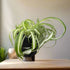 Curly Spider Plant is fast-growing, pet-safe, and easy to care for. Twisting leaves and baby plantlets make it a lush, air-purifying houseplant favorite.