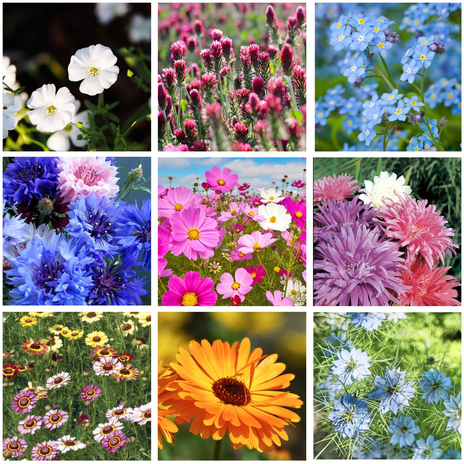 All You Need Is Love bouquet wildflower seed packets. Romantic cut-flower mix with colorful blooms — perfect for weddings, favors, and summer gardens.