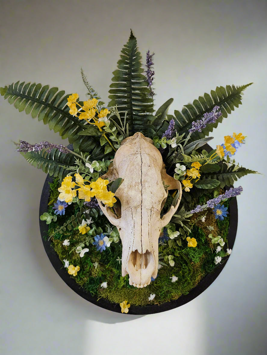 Bear Reclamation by Ryan Doran is a 15&quot; mixed-media installation featuring an open-mouthed bear skull surrounded by preserved wildflowers, moss, and ferns. Encased in a sleek black circular frame, it symbolizes the cycles of life and nature&