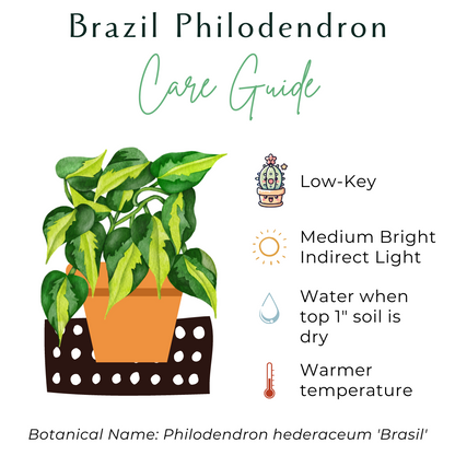 philodendron care instructions Brazil Philodendron Plant (Philodendron hederaceum 'Brasil') – Jungle Relics