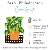 The Brazil Philodendron is a popular, easy-care trailing plant with vibrant green and yellow variegated leaves. Perfect for beginners, it thrives in medium to bright indirect light and adapts to low light. Ideal for hanging baskets or windows, this low-maintenance plant adds a tropical touch to any space. 