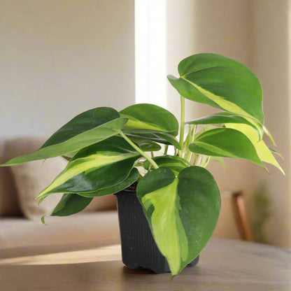 The Brazil Philodendron is a popular, easy-care trailing plant with vibrant green and yellow variegated leaves. Perfect for beginners, it thrives in medium to bright indirect light and adapts to low light. Ideal for hanging baskets or windows, this low-maintenance plant adds a tropical touch to any space. 