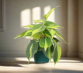 The Brazil Philodendron is a popular, easy-care trailing plant with vibrant green and yellow variegated leaves. Perfect for beginners, it thrives in medium to bright indirect light and adapts to low light. Ideal for hanging baskets or windows, this low-maintenance plant adds a tropical touch to any space. 