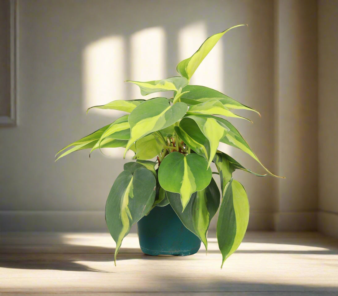 The Brazil Philodendron is a popular, easy-care trailing plant with vibrant green and yellow variegated leaves. Perfect for beginners, it thrives in medium to bright indirect light and adapts to low light. Ideal for hanging baskets or windows, this low-maintenance plant adds a tropical touch to any space. 