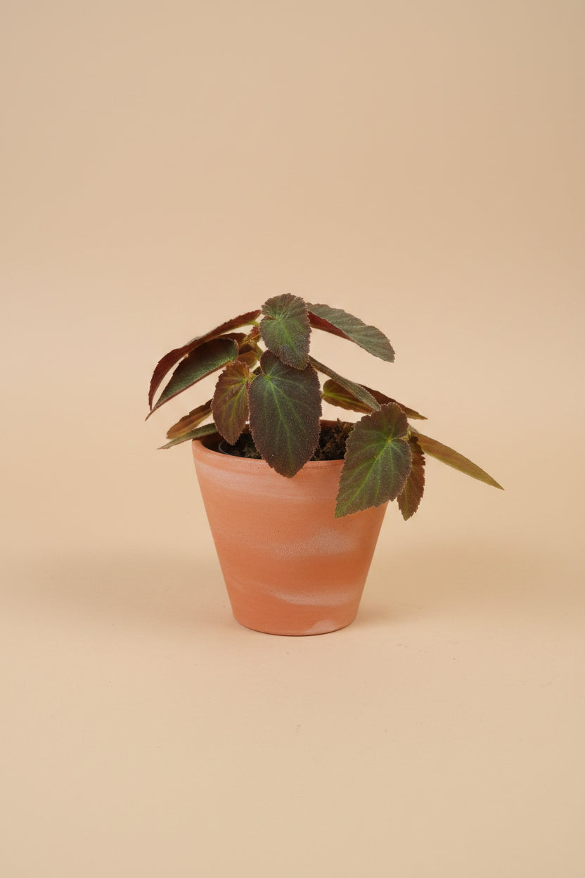 Begonia ‘Brazilian Lady’ is a striking Angel Wing Begonia with patterned foliage, upright growth and tropical charm. A beautiful collector houseplant.