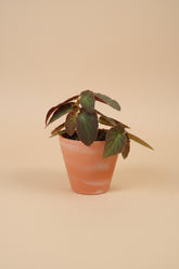 Begonia ‘Brazilian Lady’ is a striking Angel Wing Begonia with patterned foliage, upright growth and tropical charm. A beautiful collector houseplant.