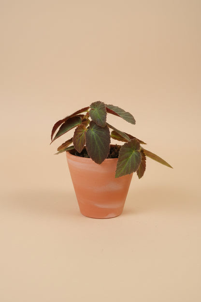 Begonia ‘Brazilian Lady’ is a striking Angel Wing Begonia with patterned foliage, upright growth and tropical charm. A beautiful collector houseplant.