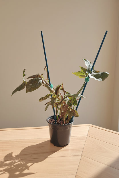 The Arrowhead Plant (Syngonium), also known as the Butterfly Plant, features unique arrow-shaped leaves that thrive in medium to low light.