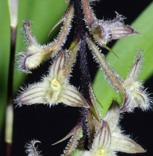 Bulbophyllum lindleanum is a rare orchid with soft yellow fringed blooms and compact growth—perfect for collectors and bright, humid spaces.