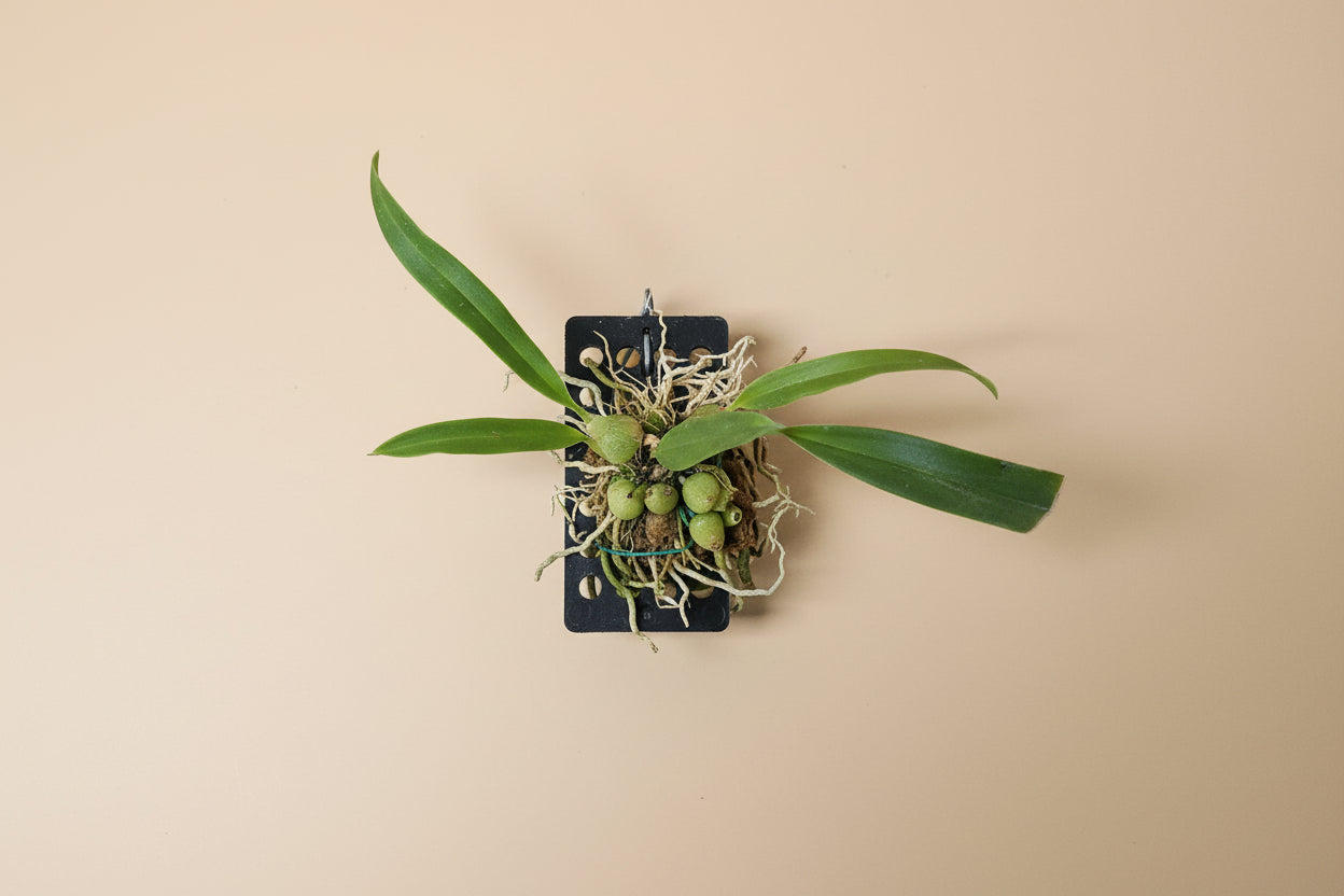 Bulbophyllum lindleanum is a rare orchid with soft yellow fringed blooms and compact growth—perfect for collectors and bright, humid spaces.