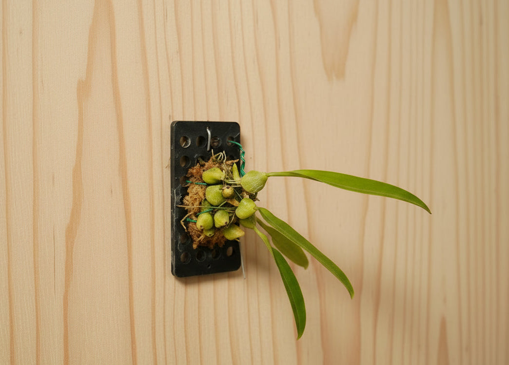 Bulbophyllum lindleanum is a rare orchid with soft yellow fringed blooms and compact growth—perfect for collectors and bright, humid spaces.