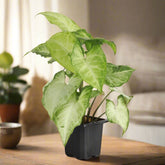 The Arrowhead Plant (Syngonium), also known as the Butterfly Plant, features unique arrow-shaped leaves that thrive in medium to low light. Perfect for darker spaces, this low-maintenance plant adds vibrant greenery to your home. Easy to care for and versatile, it’s ideal for beginners. 